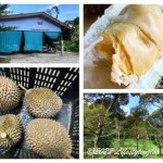 Durian Rumah Batu Stone House Plantation Balik Pulau Penang Malaysia